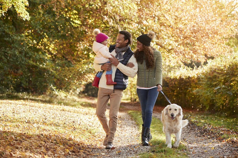 Paws Between Homes website case study